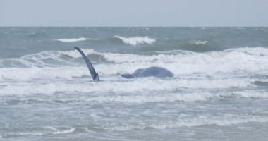 ONLY ON WSAV: Whale beached on Hilton Head Island