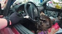 Ohio police find raccoon holding meth pipe during traffic stop