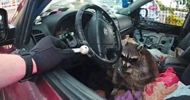 Ohio police find raccoon holding meth pipe during traffic stop