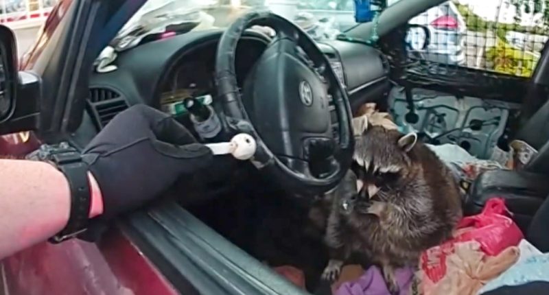 Ohio police find raccoon holding meth pipe during traffic stop
