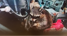 Ohio police find raccoon holding meth pipe to its mouth during arrest