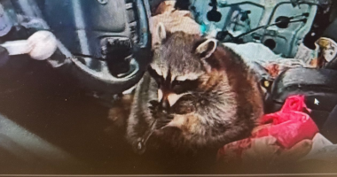 Ohio police find raccoon holding meth pipe to its mouth during arrest