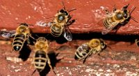 On 'World Bee Day,' the bees did not seem bothered. They should be