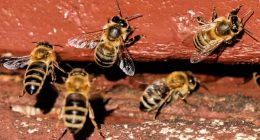 On 'World Bee Day,' the bees did not seem bothered. They should be