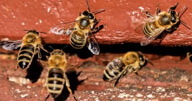 On 'World Bee Day,' the bees did not seem bothered. They should be