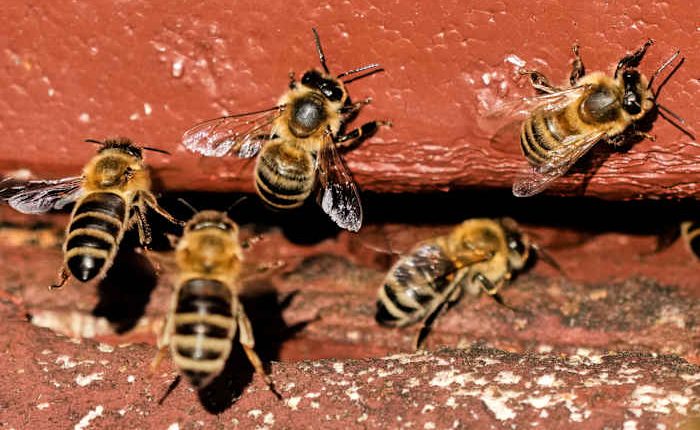 On 'World Bee Day,' the bees did not seem bothered. They should be