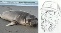 Oregon seal pup stabbed multiple times as NOAA seeking to track down person of interest