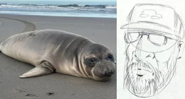 Oregon seal pup stabbed multiple times as NOAA seeking to track down person of interest