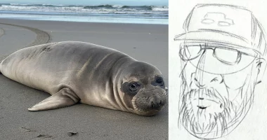 Oregon seal pup stabbed multiple times as NOAA seeking to track down person of interest