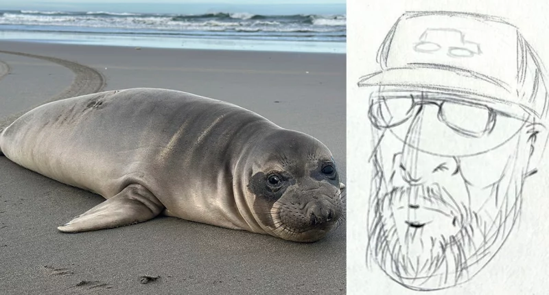 Oregon seal pup stabbed multiple times as NOAA seeking to track down person of interest