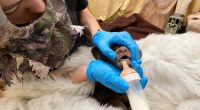 Orphaned cub finds comfort in a teddy bear and costumed caregivers