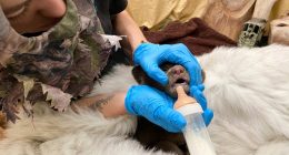 Orphaned cub finds comfort in a teddy bear and costumed caregivers