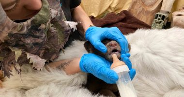 Orphaned cub finds comfort in a teddy bear and costumed caregivers