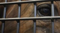 Owner of malnourished horses, pony would lick sick horse's eyes, spit out its mucus: affidavit