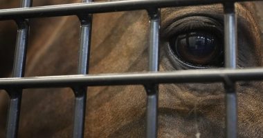 Owner of malnourished horses, pony would lick sick horse's eyes, spit out its mucus: affidavit