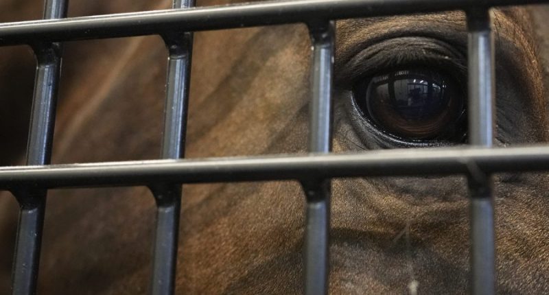 Owner of malnourished horses, pony would lick sick horse's eyes, spit out its mucus: affidavit