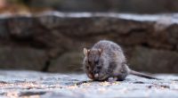 Parents arrested after rat found gnawing on blood-covered infant: South Carolina deputies