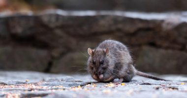 Parents arrested after rat found gnawing on blood-covered infant: South Carolina deputies