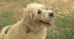 Pet owners take precautions as heat wave hits