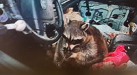 Pet raccoon caught with meth pipe in its mouth when cops pulled over Ohio woman: 'Expect the unexpected'