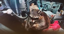 Pet raccoon caught with meth pipe in its mouth when cops pulled over Ohio woman: 'Expect the unexpected'