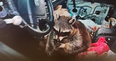 Pet raccoon caught with meth pipe in its mouth when cops pulled over Ohio woman: 'Expect the unexpected'