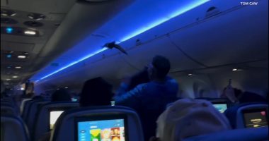 Pigeons boards Delta flight 2348 from Minneapolis-Saint Paul International Airport to Madison, Wisconsin, video shows