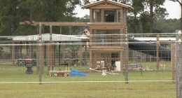 Rare but cute animal battered South Carolina man to death