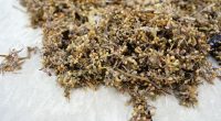 Record amount of stinky seaweed may soon pile up on Florida beaches. Here’s what to know