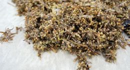 Record amount of stinky seaweed may soon pile up on Florida beaches. Here’s what to know