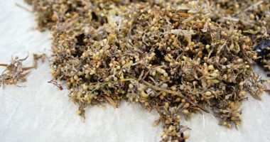 Record amount of stinky seaweed may soon pile up on Florida beaches. Here’s what to know