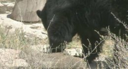 Remains of elderly Florida man found in bear days after deadly attack
