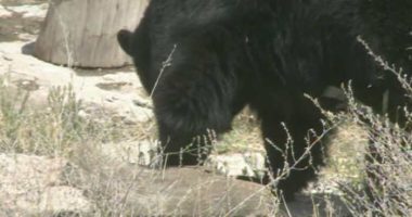 Remains of elderly Florida man found in bear days after deadly attack