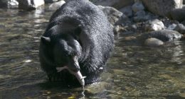 Sad: Elderly Florida Man Is That State's First Victim of a Lethal Bear Attack