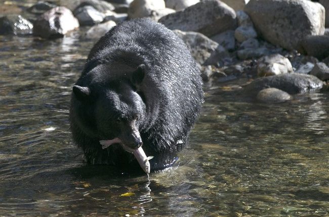 Sad: Elderly Florida Man Is That State's First Victim of a Lethal Bear Attack