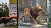Safari owner arrested after drugs, sick animals found: Cops