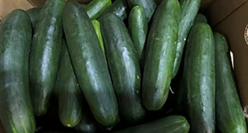 Salmonella outbreak in cucumbers expands to 18 states, 45 sickened