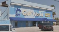 Senator confirms the death of another dolphin at Gulf World Marine Park
