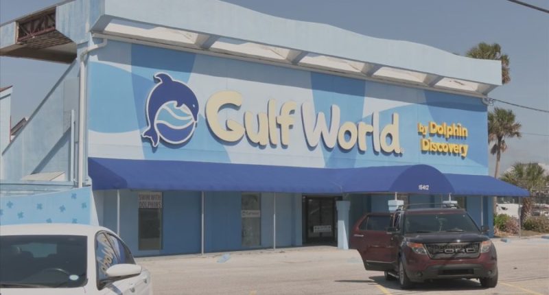 Senator confirms the death of another dolphin at Gulf World Marine Park