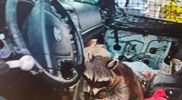 Raccoon in a car with a meth pipe.
