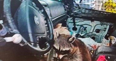 Raccoon in a car with a meth pipe.