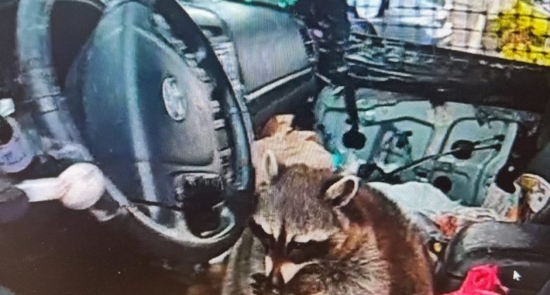 Raccoon in a car with a meth pipe.