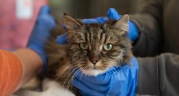 Tabby cat survives 380-foot fall in Utah