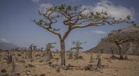 Frankincense and bottle trees grow on the Yemeni island of Socotra on Sept. 21, 2024. (AP Photo/Annika Hammerschlag)