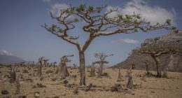 Frankincense and bottle trees grow on the Yemeni island of Socotra on Sept. 21, 2024. (AP Photo/Annika Hammerschlag)