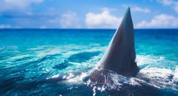 This massive Florida shark was nicknamed ‘Old Hitler.’ Here’s the weird reason why