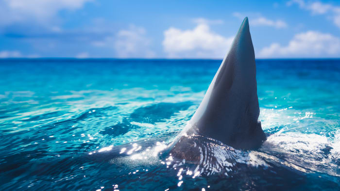 This massive Florida shark was nicknamed ‘Old Hitler.’ Here’s the weird reason why