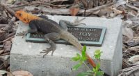This orange invasive lizard is exploding across Florida. Here’s where it’s been found