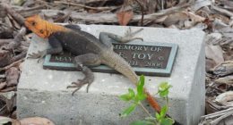 This orange invasive lizard is exploding across Florida. Here’s where it’s been found