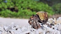 Thousands of protected hermit crabs found smuggled in suitcases